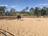 26ft Long Reins
